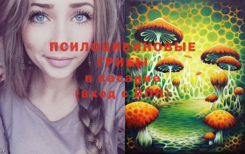 Галлюциногенные грибы Psilocybe  купить наркоту  Ядрин 